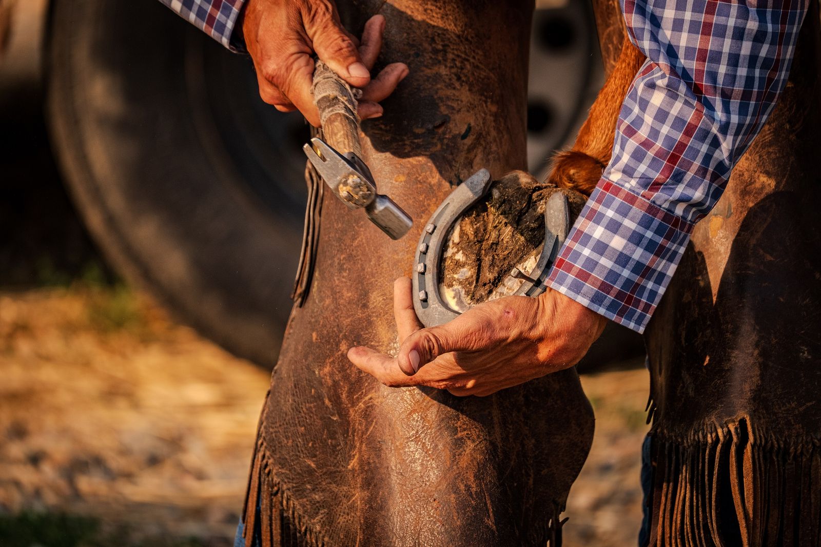 A farrier in leather chaps holds and trims a horse's hoof