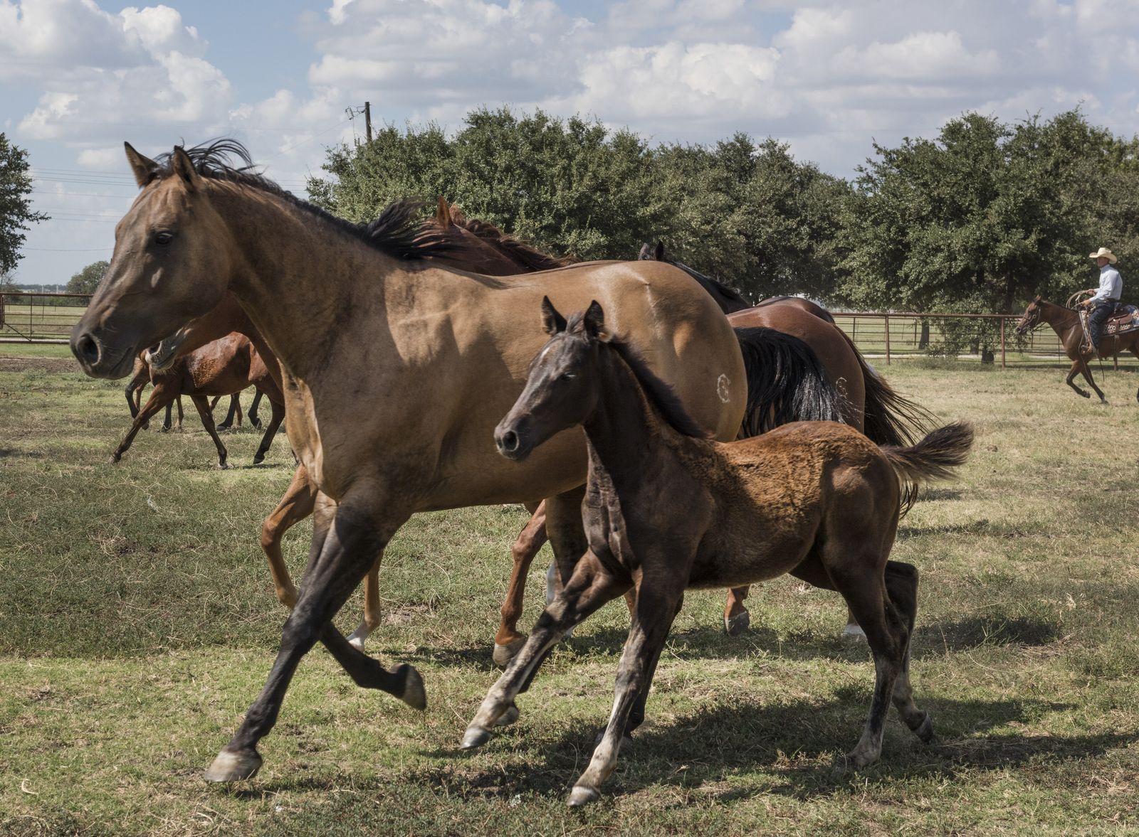 A mare and foal trot together across a pasture at a Texas quarter horse ranch