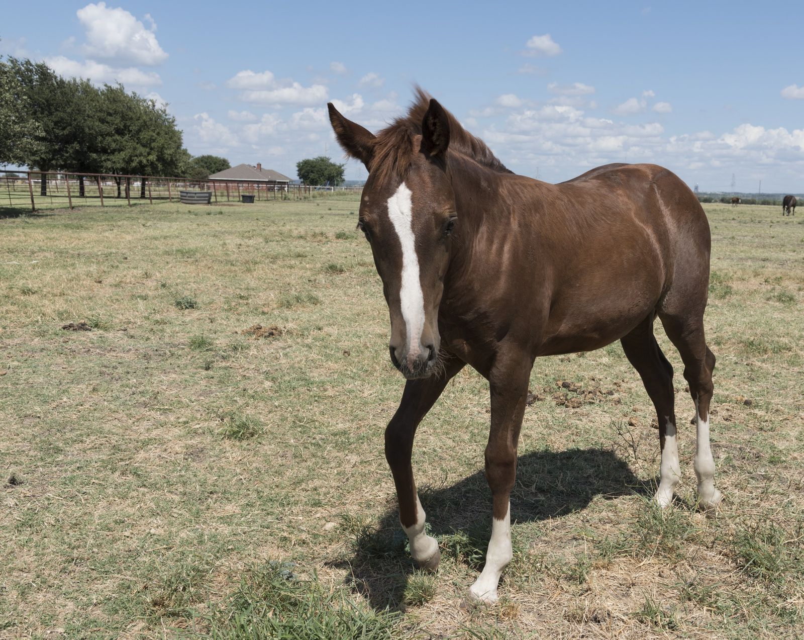 A bay quarter horse walks toward the camera across a Texas pasture